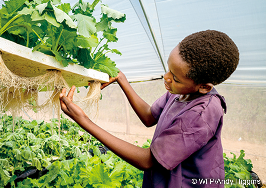 子どもたちの給食に、毎日野菜を。71の学校に、水耕栽培の庭を設置。